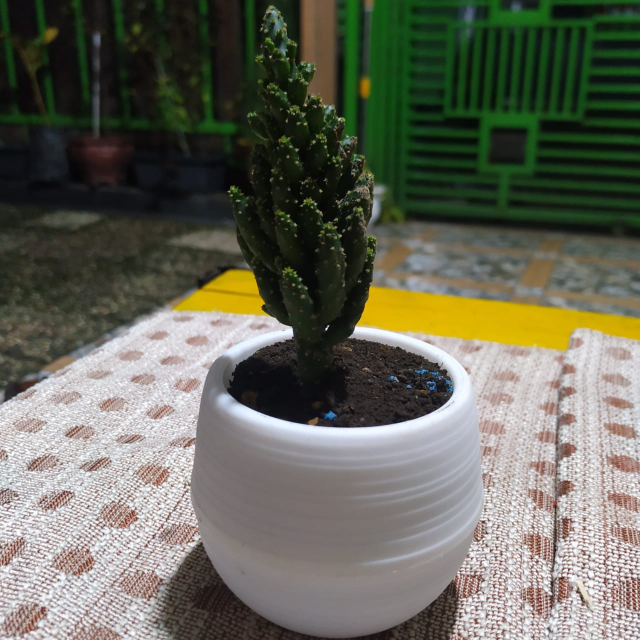 Tempat Jual Beli Tanaman Hias Kaktus dan Sukulen