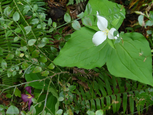 02: big white trillium with a totally purple one below