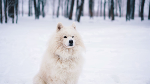 Siberian Husky Dog