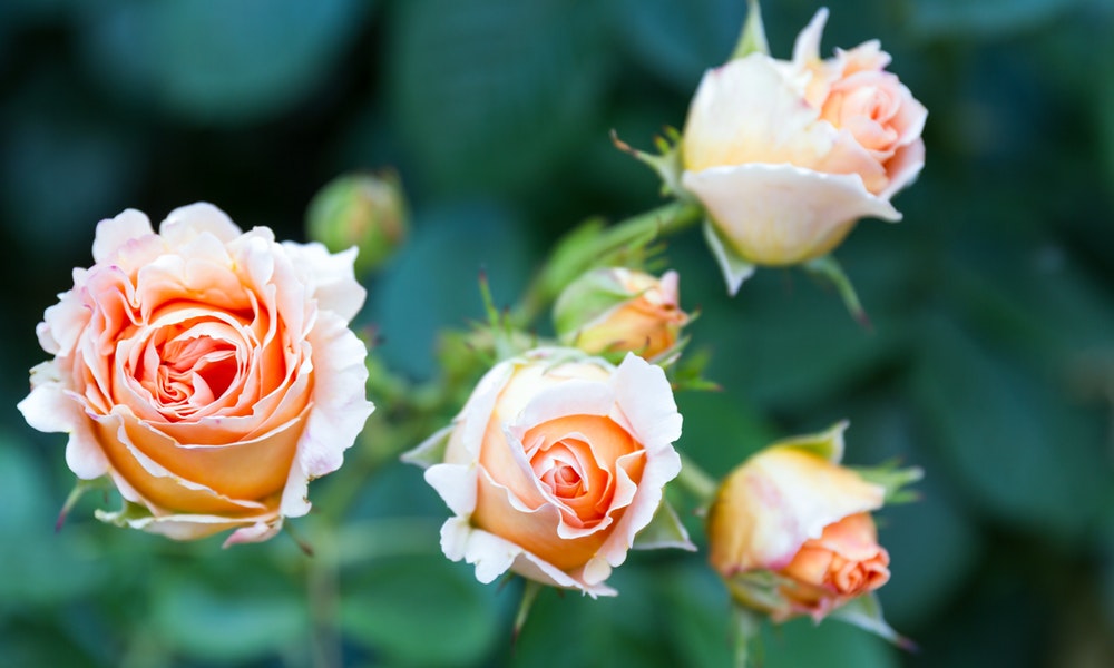 Panduan Dan Tips Tepat Cara Menanam Bunga Mawar Juvmom