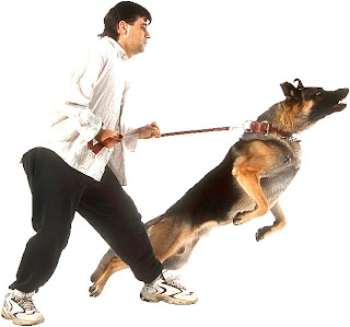 Dog Training Basics On Aggression