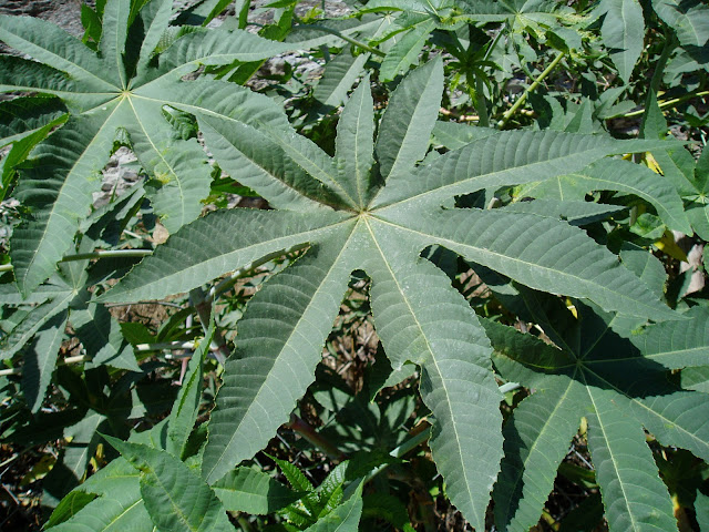 ricino-ricinus-comunis