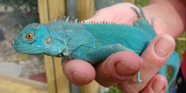 Blue Iguana