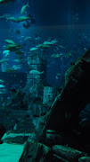 Atlantis rebirth itself in the famous The Palm in Dubai, (atlantis )