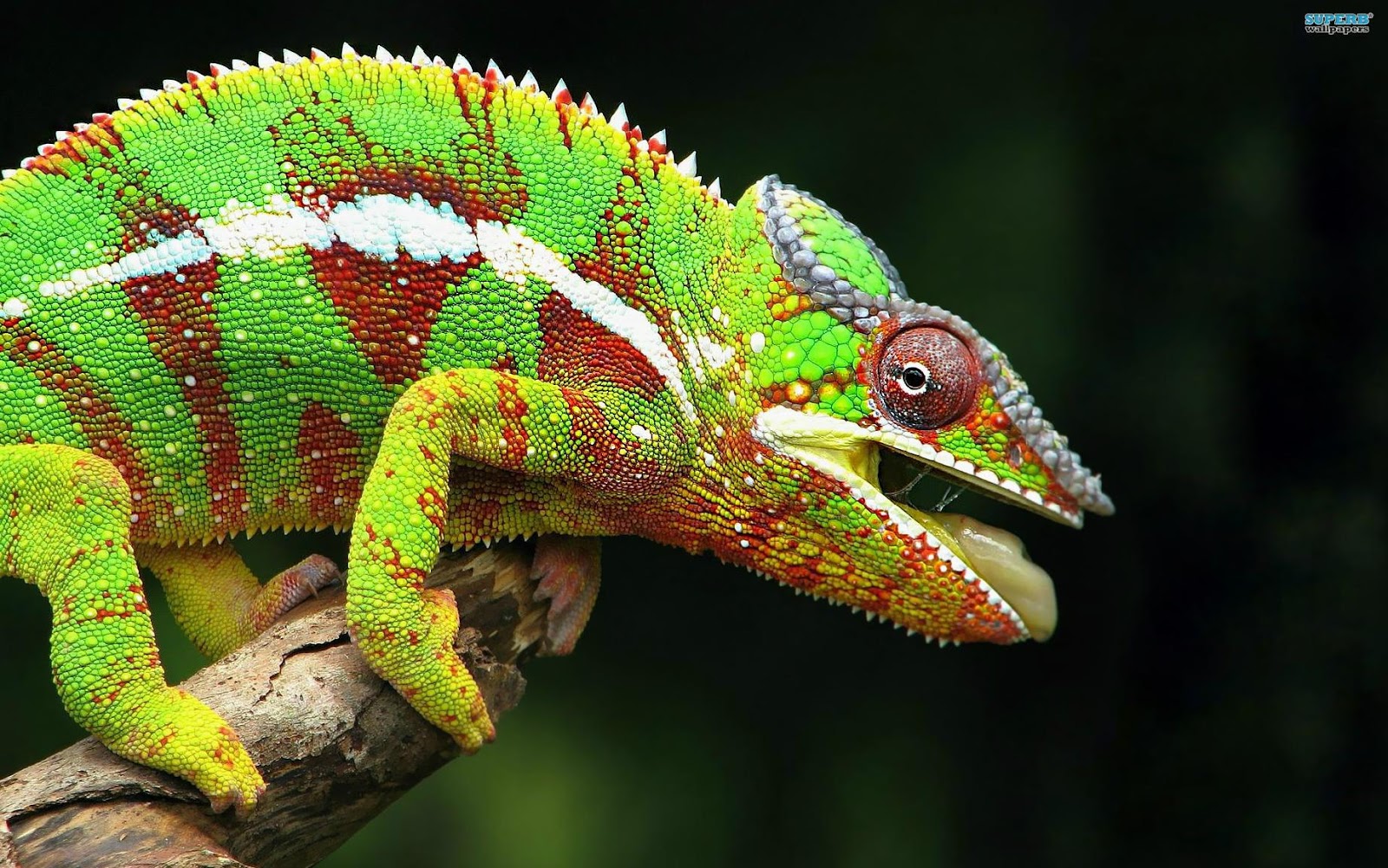 KUMPULAN GAMBAR BUNGLON LUCU WARNA WARNI Gambar DP Hewan Chameleon