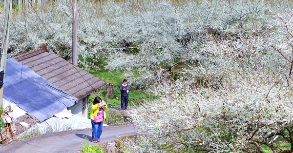 台中新社梅花森林上百棵梅樹梅花怒放，平坦的馬路近距離賞花