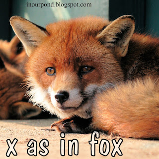 x as in fox homeschool unit from In Our Pond