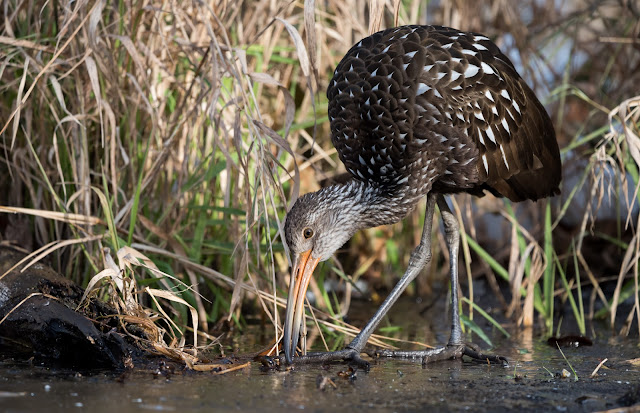 Where was the Limpkin in Ohio