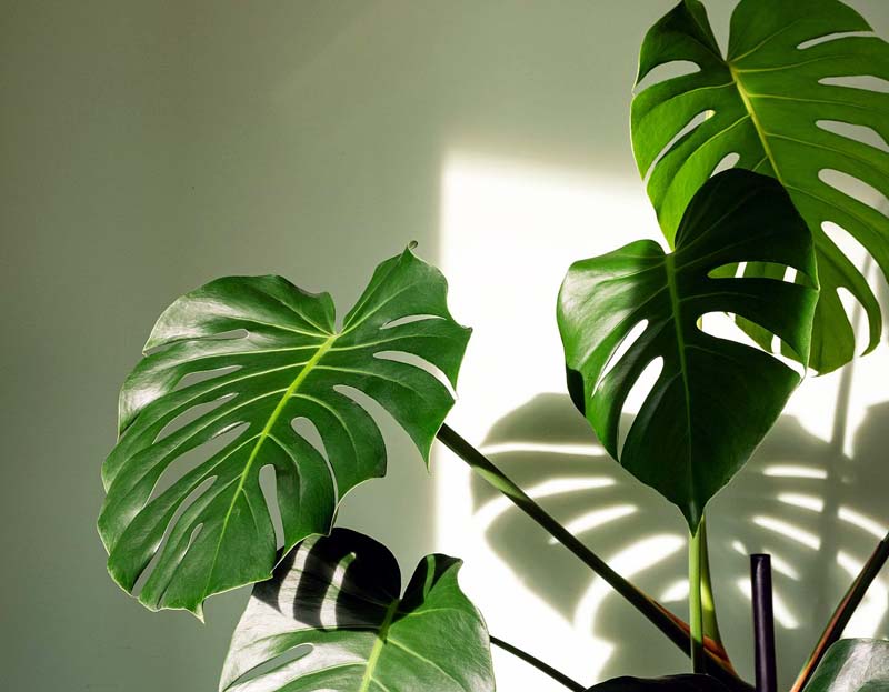 How to Care for a Monstera Deliciosa Plant