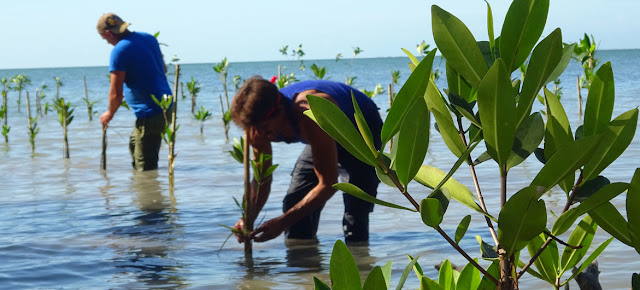 Los manglares están presentes en el 70% de las costas cubanas. Las comunidades del litoral participan en una iniciativa para regenerarlos.PNUD Cuba