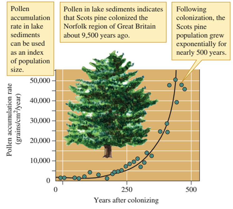 Crecimiento exponencial de una población colonizadora de pinos escoceses. Empleando (1) la acumulación de polen en los sedimentos de lagos por unidad de área por año. (2) Estos sedimentos indican que los pinos escoceses invadieron Gran Bretaña hace unos 9500 años, (3) después de los cuales, el crecimiento fue marcadamente exponencial por 500 años.