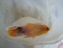 Peixe congelado
