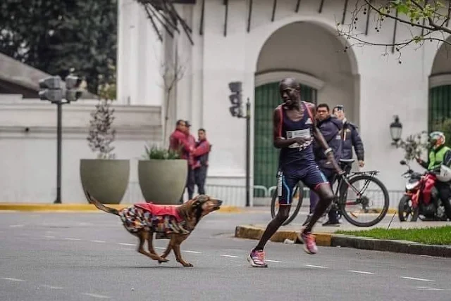 Ngeno no momento em que o cachorro tenta atacá-lo