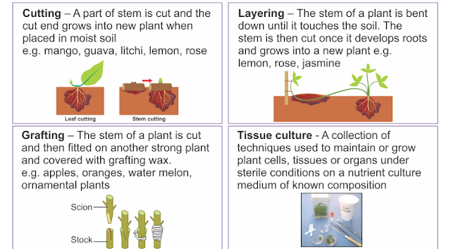 How do organisms reproduce?