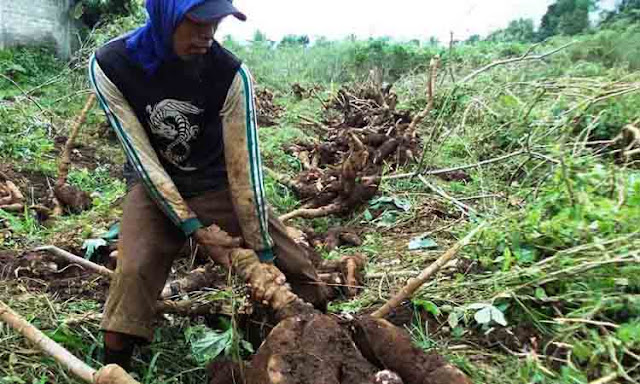 Makmur, Ekosistem Pertanian untuk Kesejahteraan Petani Indonesia