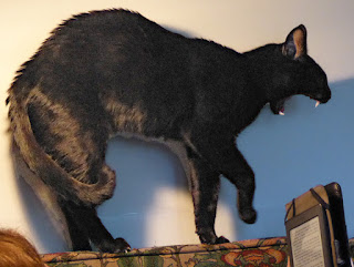 Dr. Pyewacket on the back of the couch, yawning and arching his back while Leslie reads her Kindle