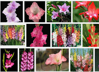 gladiolus meaning flower