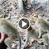 Funny video Monkey   : Monkey mating at Angkor Wat ,monkey meeting
