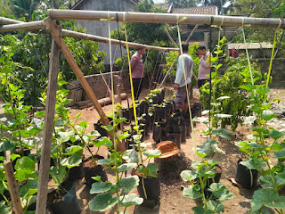 Bhabinkantibmas Kalurahan Kranggan Pendampingan dan Pemberdayaan Masyarakat Bertanam Buah Melon.