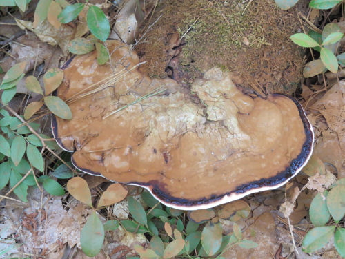 shelf fungus