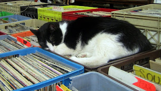 The Very Best Places for a Cat Nap Seen On  www.coolpicturegallery.us