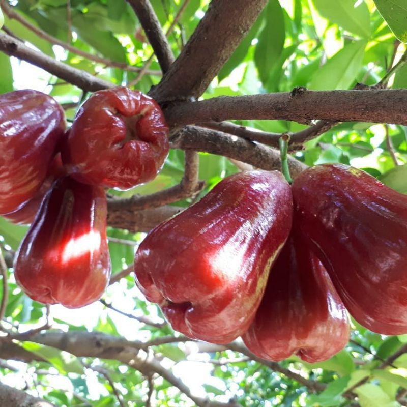 bibit pohon jambu tong samsi tersedia mulai ukuran sampai besar stok melimpah Sulawesi Utara