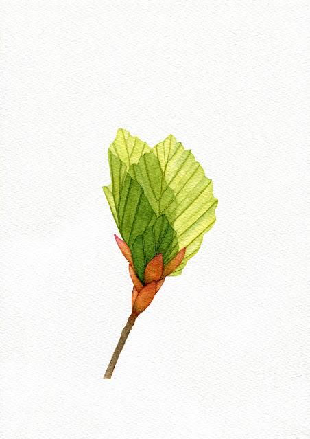 'Beech Tree Bud Opening' 2023 by Oona Culley, botanical painting