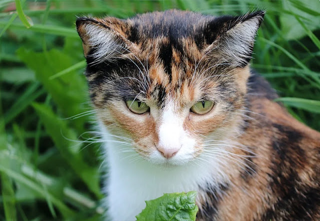 Tidak Ada Tahun Kelinci di Vietnam, Imlek Tahun Ini Diyakini sebagai Tahun Kucing