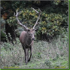 Bradgate Park - October