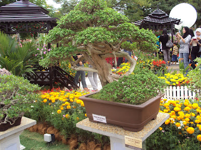 Hitam Putih Kehidupan: BONSAI