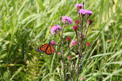 monarch butterfly on Northern Plains  Blazing-star