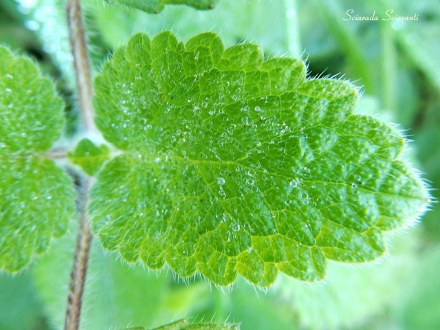 Foglia di Melissa officinalis