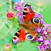 Colourful Butterfly in Flower Wallpaper