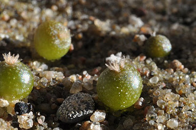 Lophophora decipiens sensu Steven Brack