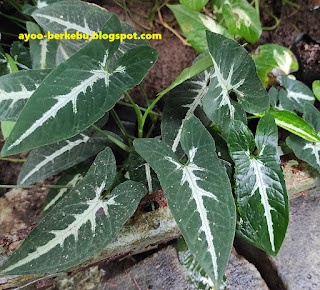 syngonium wenlandii