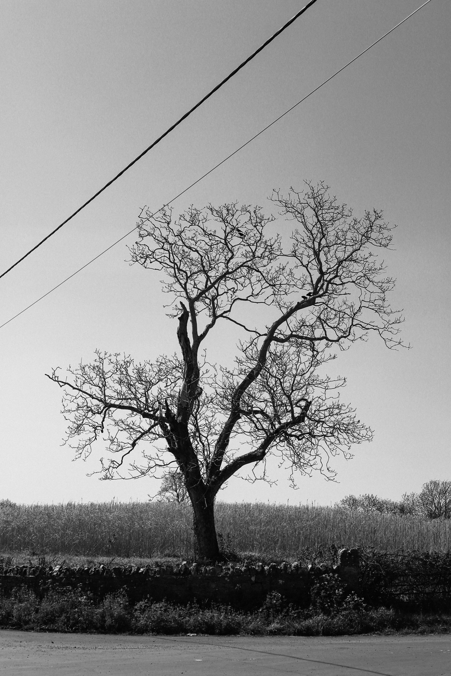 somerset tree photograph