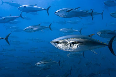 Bluefin Tuna - Animals