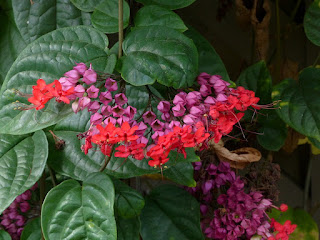 Clérodendron splendide - Clerodendrum splendens