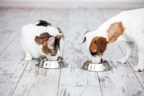 Vet Tips: Weight Loss In Pets - Using Prescription Diets