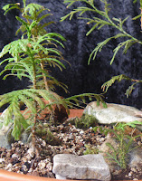 Rocks in forest