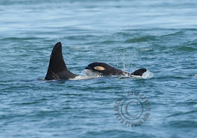 Center for Whale Research: Baby Killer Whales, Their ID Numbers, Their