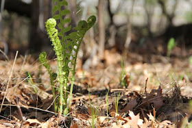 fiddlehead ferns unwinding