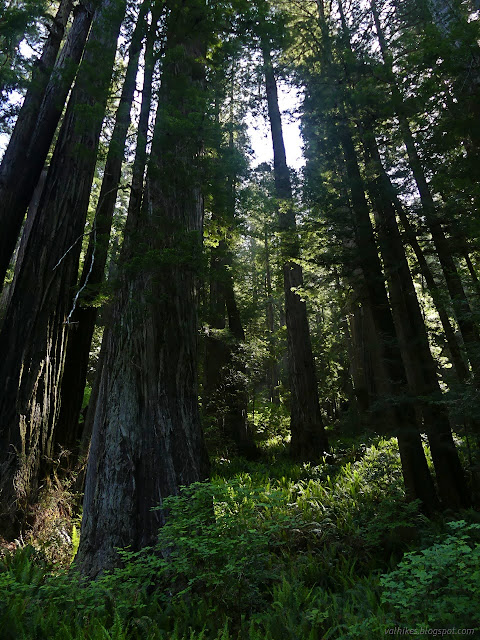 01: redwood trees big and small