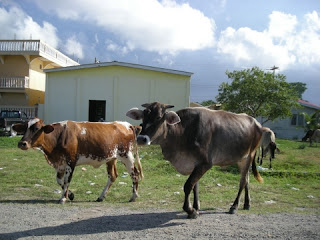 cows, Sambo Creek, Honduras