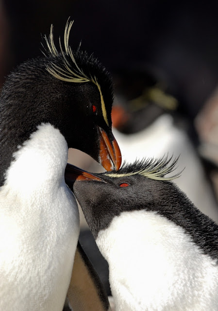 pics of penguins