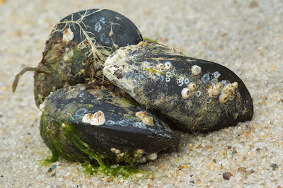 Mussel Shells, Monomoy National Wildlife Refuge