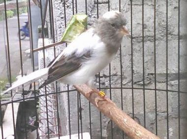 Burung Kenari Panda Putih Abu