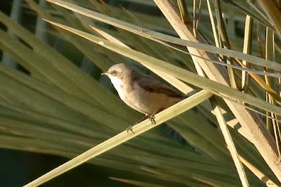 Lesser Whitethroat