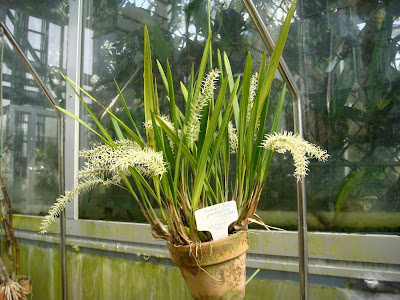 Dendrochilum yuccaefolium care and culture