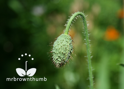 Flanders poppy flower bud